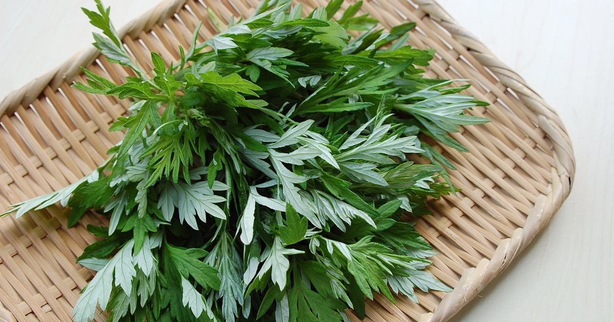 避坑：频繁熏艾草算安全的居家除异味？