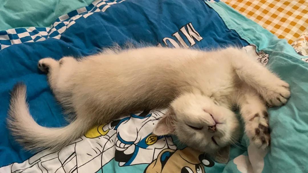 猫咪频繁打喷嚏，tvoc是什么？