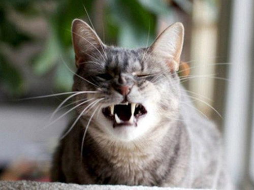 猫咪频繁打喷嚏除甲醛最有效方法？
